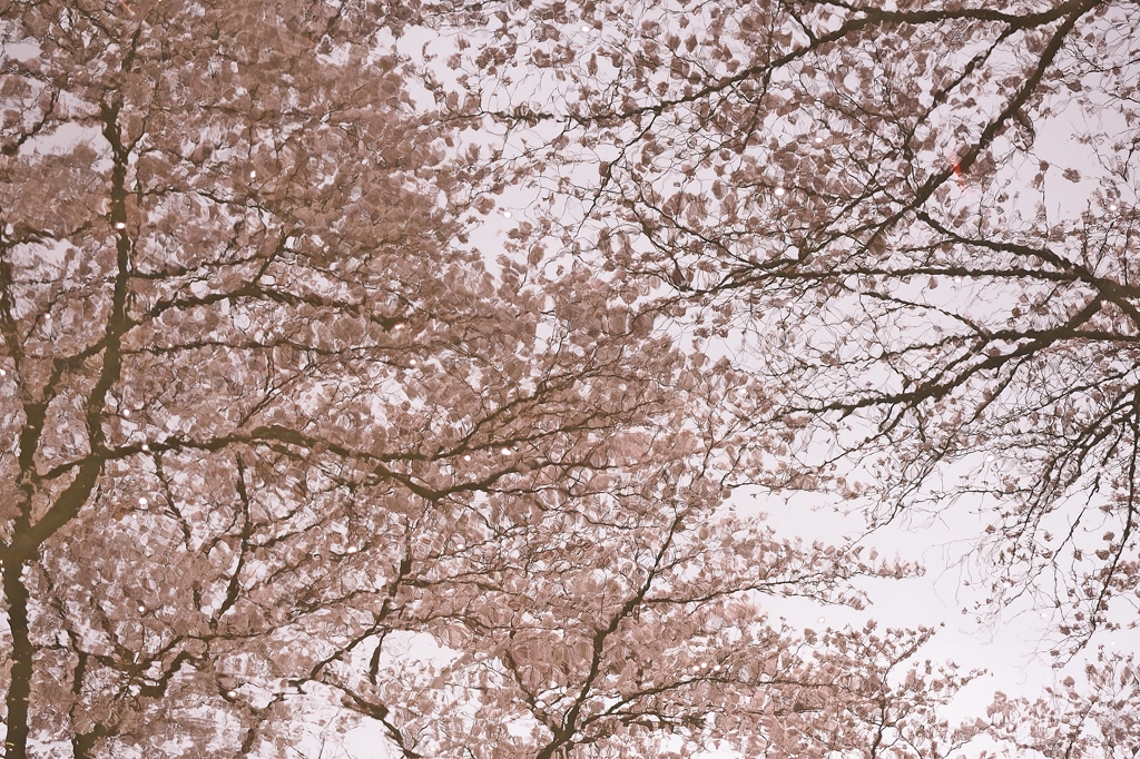 さくら 映ってるよ(寅さん口調で）２