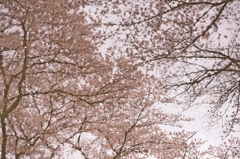 さくら 映ってるよ(寅さん口調で）２