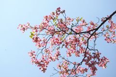 小石川植物園２