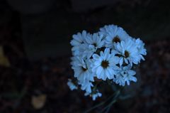 白菊のブーケ