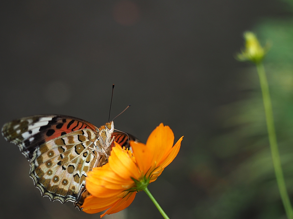 貴方を女性と感じる瞬間
