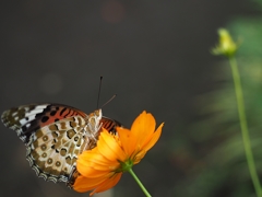 貴方を女性と感じる瞬間