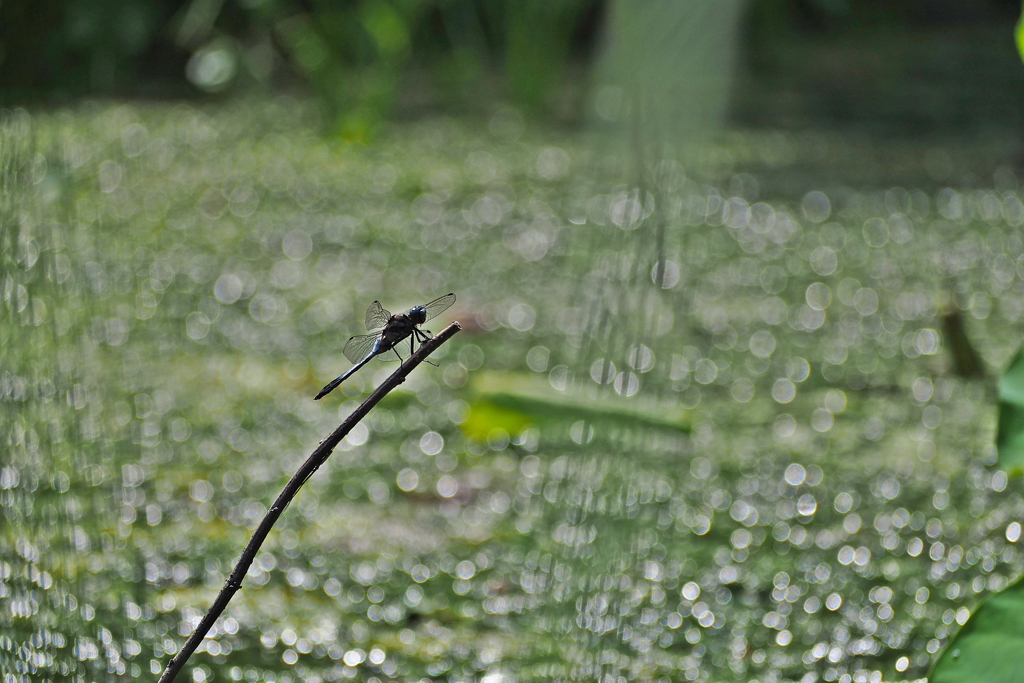ひたすら雌を待つ嫉妬深い雄