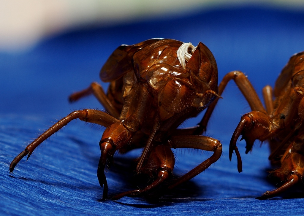 ポイント・ヘアカラー