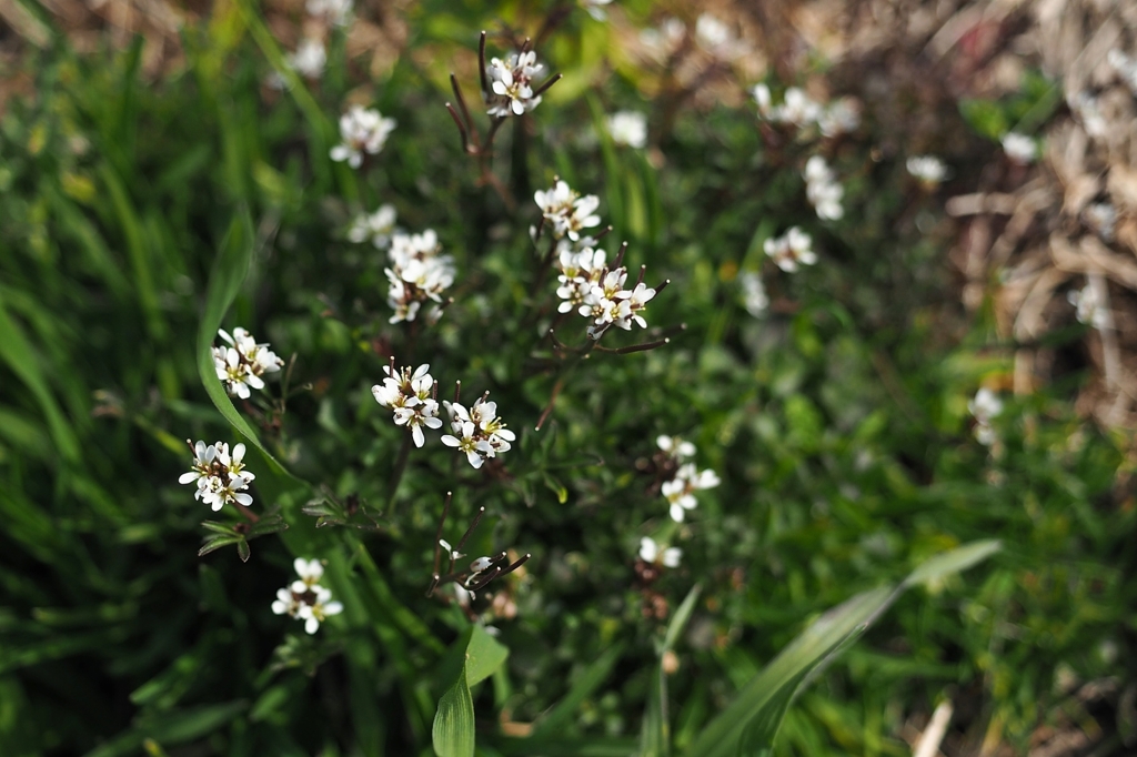 欧州からの帰化者