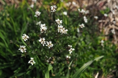 欧州からの帰化者