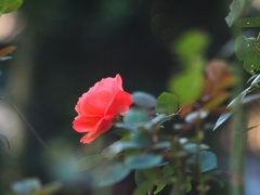 盗撮：薔薇