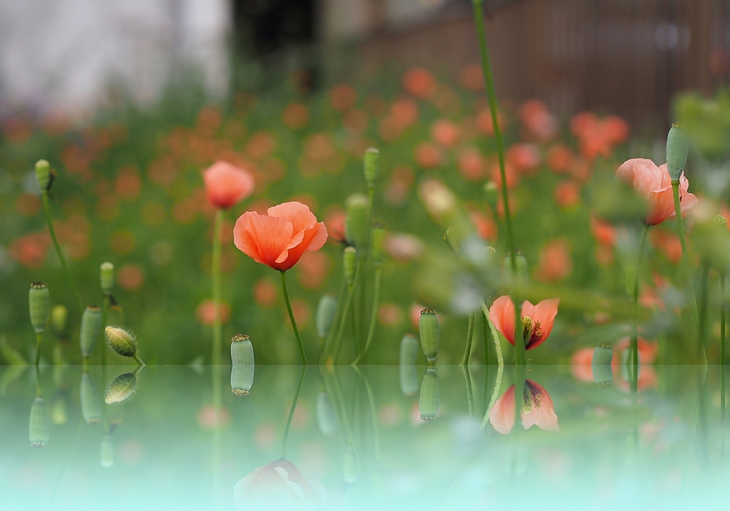 天使のような悪魔 ３