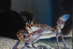 踊るプレデター