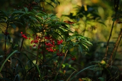 鬼が棲む森
