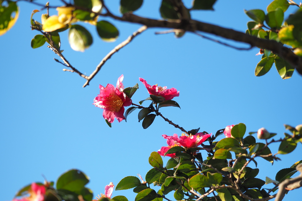 渡る世間は鬼ばかり