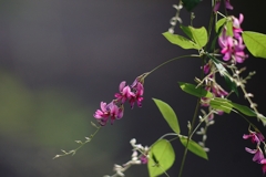 カメラ女子が撮っていた