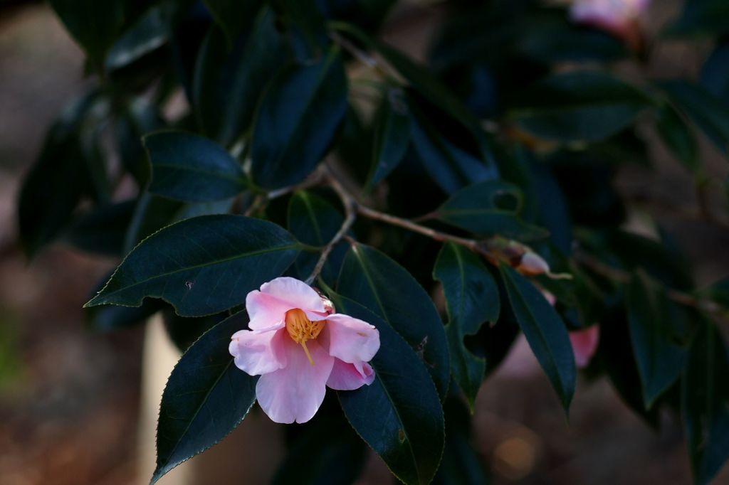 やっぱ好っきやねん２