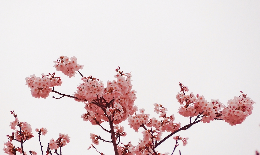 思い切り自由 そんな貴方が好き