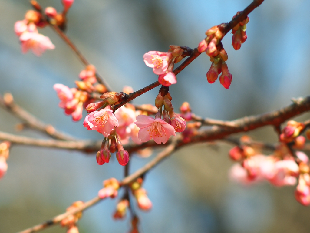 深大寺名画座前 河津桜