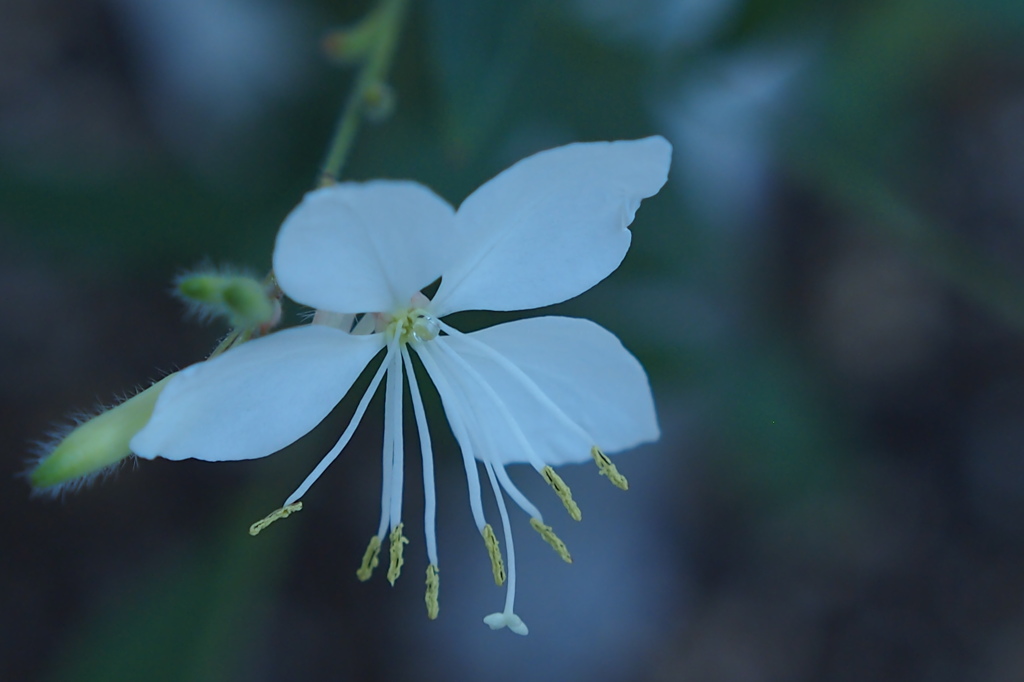 Throwback（先祖返り）