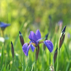 水曜どうでしょう