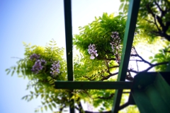 Wisteria in the nearby park２