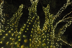 King Ghidorah in Komae