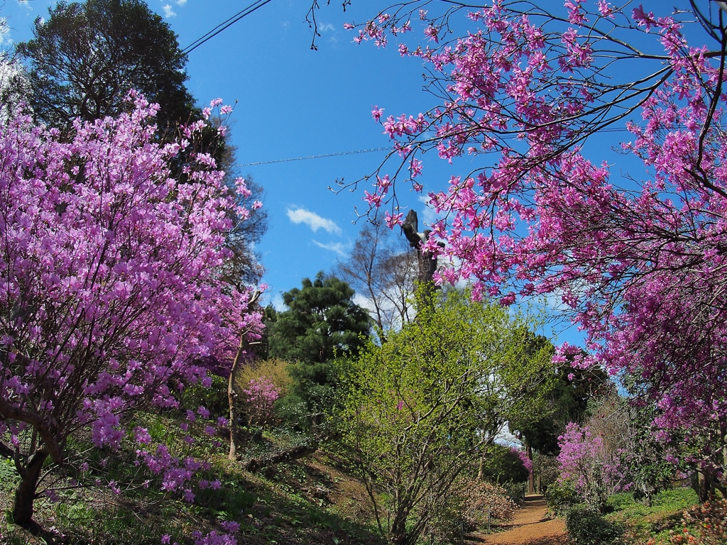 城山カタクリの里