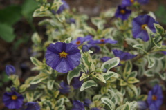 京王フローラルガーデン　小さな　そして奇妙な花たち編４