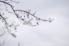 君の名は