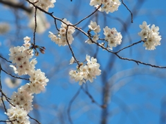 2020 サイレントプア