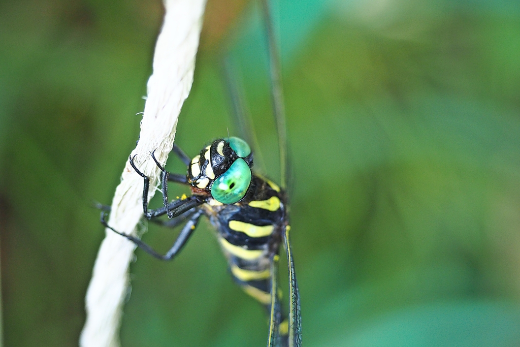 笑ゥせぇるすまん２
