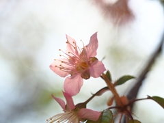 12月13日 ヒマラヤ桜