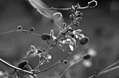 お陽さまは皆んなに平等