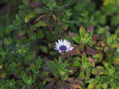 その美しさに刮目せよ