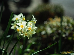 FUJINON 50mm f1.8 初期型 3連発