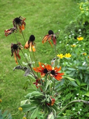 2016 パプアな人たち