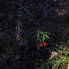 千両と万両の見分け方