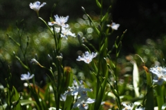 反抗する日陰者