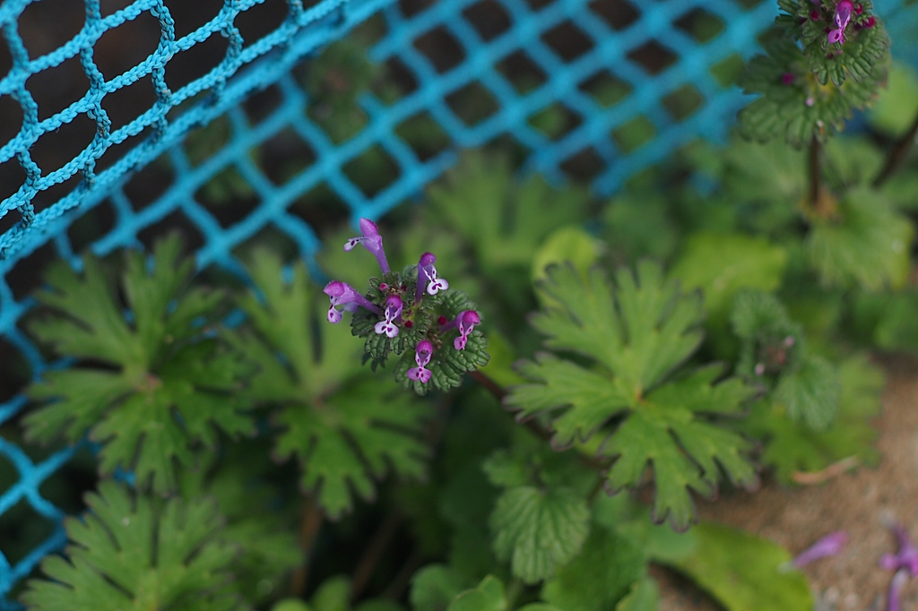 囚われのガリガリ君