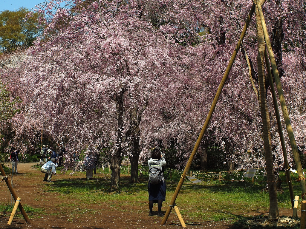 皆んな 桜に夢中