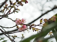 慈恵の桜