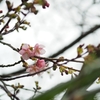 慈恵の桜