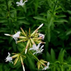 最終兵器彼女：ちせの思い