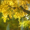 変態レンズの秋