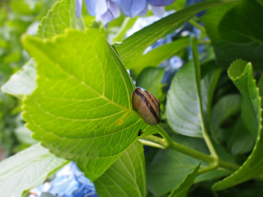 定番かたつむり