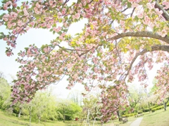去りゆく季節：八重桜編
