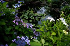 紫陽花：流れ込む