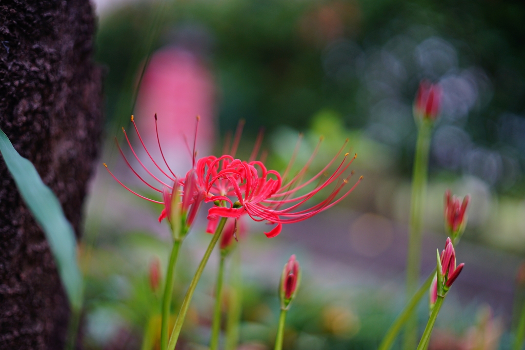 彼岸の紅と此岸の紅