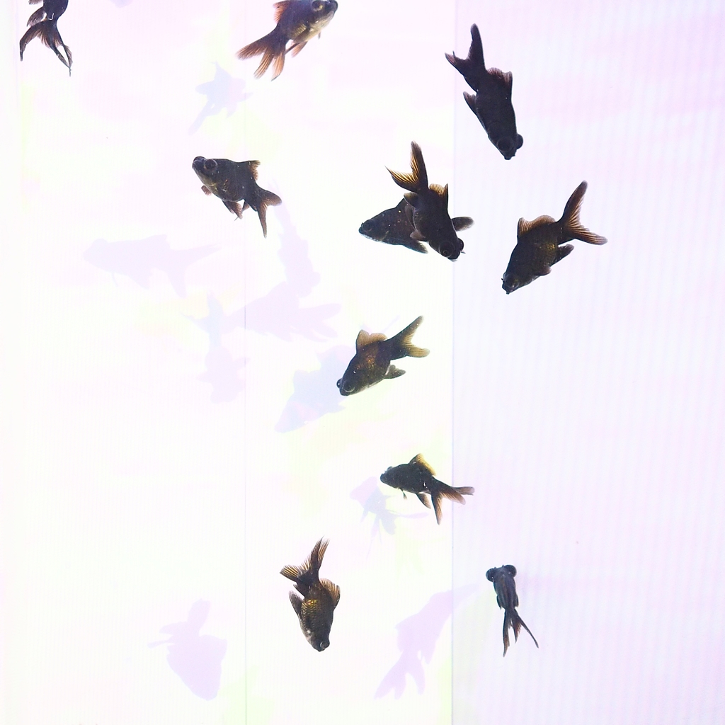 Artistic Swimming
