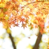 紅葉ラストチャンス②