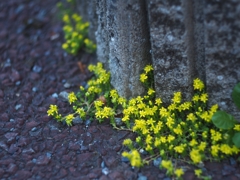 ベンケイソウ科マンネングサ属