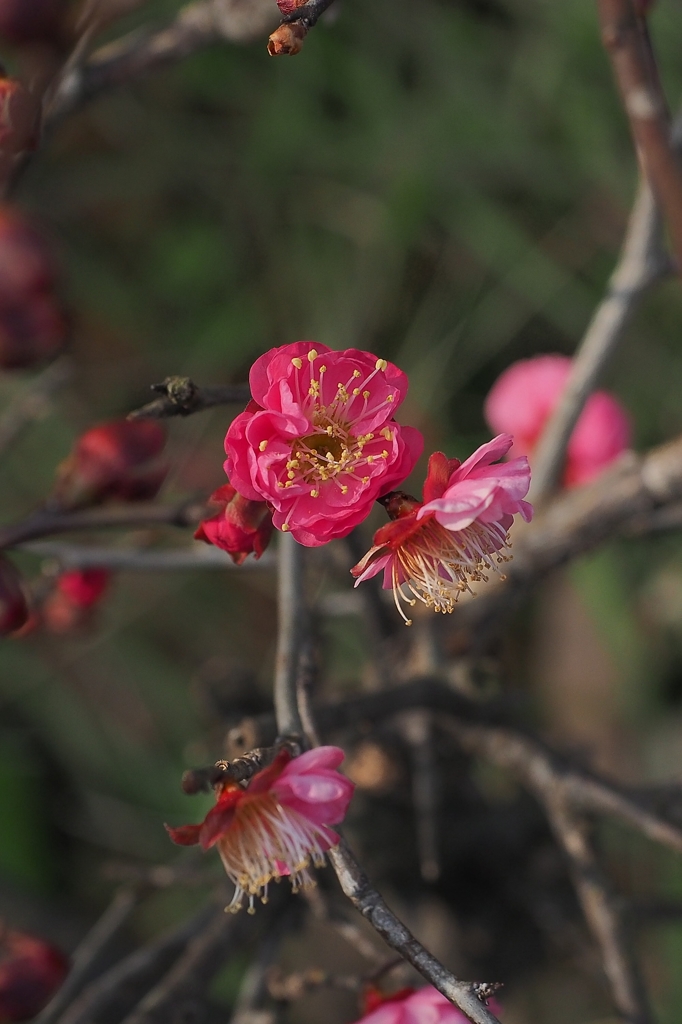 2016 小梅ちゃん