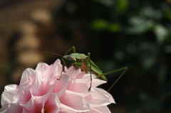 侵略者 　　㊟虫